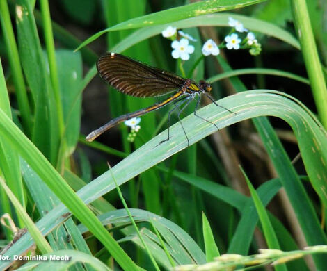 2012.06.01 - KONKURS FOTOGRAFICZNY &quot;ZAPOMNIANA DOLINA&quot;