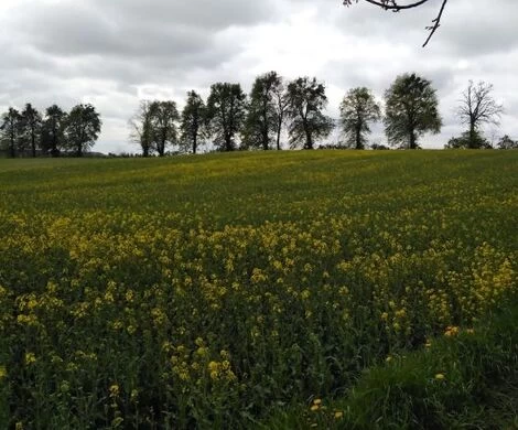 2021.05.24 - WIOSNA W OBIEKTYWIE