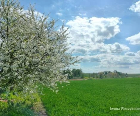2021.05.24 - WIOSNA W OBIEKTYWIE