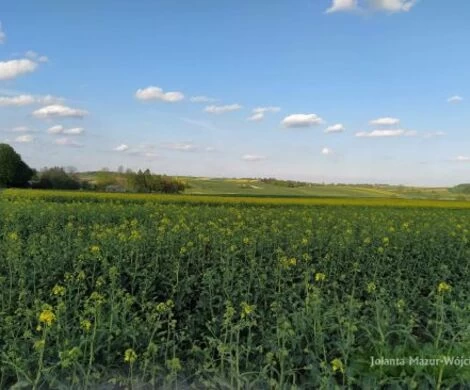 2021.05.24 - WIOSNA W OBIEKTYWIE