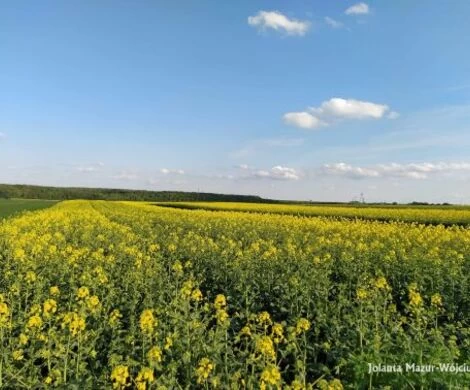 2021.05.24 - WIOSNA W OBIEKTYWIE