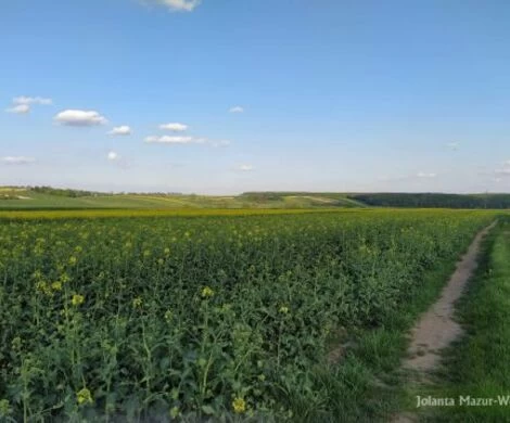 2021.05.24 - WIOSNA W OBIEKTYWIE