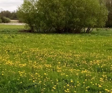 2021.05.24 - WIOSNA W OBIEKTYWIE