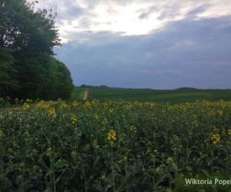2021.05.24 - WIOSNA W OBIEKTYWIE