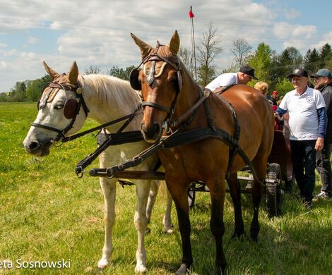 2026.05.10 - 10. ZAWODY ZAPRZĘGÓW KONNYCH (fot. Elżbieta Sosnowski)