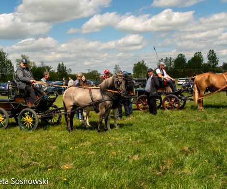 2026.05.10 - 10. ZAWODY ZAPRZĘGÓW KONNYCH (fot. Elżbieta Sosnowski)