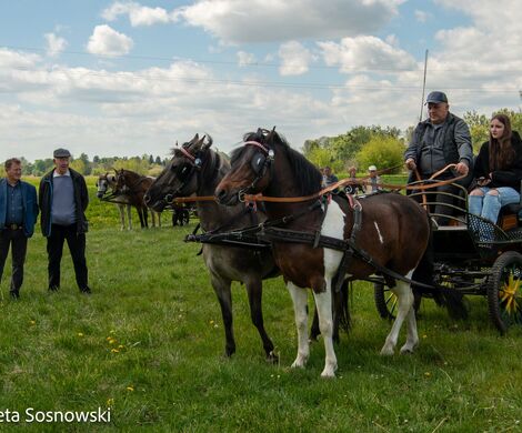 2026.05.10 - 10. ZAWODY ZAPRZĘGÓW KONNYCH (fot. Elżbieta Sosnowski)