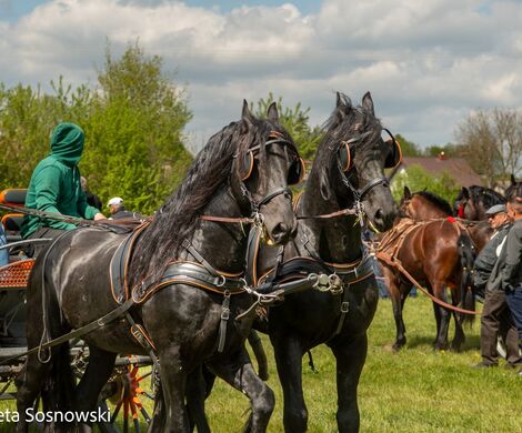2026.05.10 - 10. ZAWODY ZAPRZĘGÓW KONNYCH (fot. Elżbieta Sosnowski)
