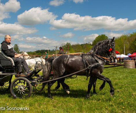 2026.05.10 - 10. ZAWODY ZAPRZĘGÓW KONNYCH (fot. Elżbieta Sosnowski)