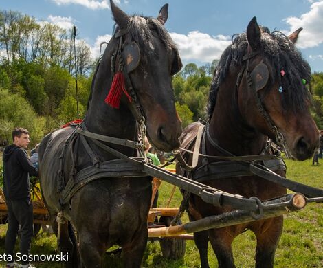2026.05.10 - 10. ZAWODY ZAPRZĘGÓW KONNYCH (fot. Elżbieta Sosnowski)