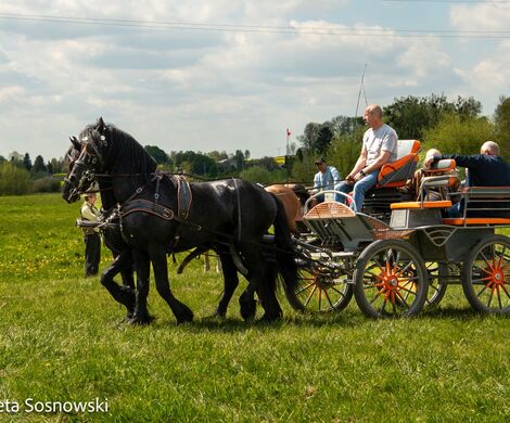 2026.05.10 - 10. ZAWODY ZAPRZĘGÓW KONNYCH (fot. Elżbieta Sosnowski)