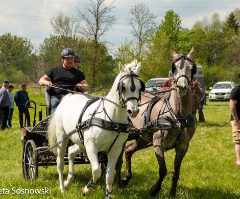 2026.05.10 - 10. ZAWODY ZAPRZĘGÓW KONNYCH (fot. Elżbieta Sosnowski)