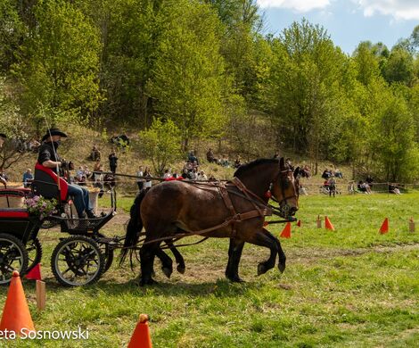 2026.05.10 - 10. ZAWODY ZAPRZĘGÓW KONNYCH (fot. Elżbieta Sosnowski)