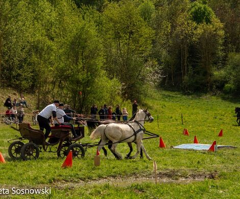 2026.05.10 - 10. ZAWODY ZAPRZĘGÓW KONNYCH (fot. Elżbieta Sosnowski)