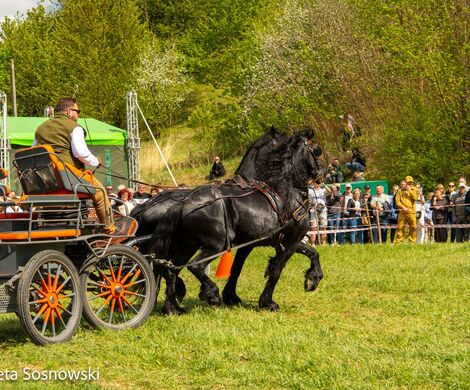 2026.05.10 - 10. ZAWODY ZAPRZĘGÓW KONNYCH (fot. Elżbieta Sosnowski)