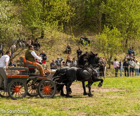 2026.05.10 - 10. ZAWODY ZAPRZĘGÓW KONNYCH (fot. Elżbieta Sosnowski)