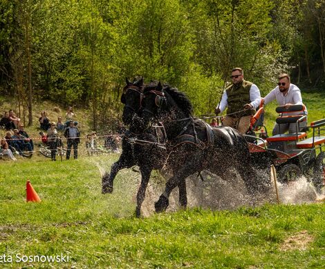 2026.05.10 - 10. ZAWODY ZAPRZĘGÓW KONNYCH (fot. Elżbieta Sosnowski)