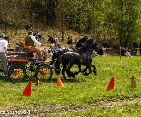 2026.05.10 - 10. ZAWODY ZAPRZĘGÓW KONNYCH (fot. Elżbieta Sosnowski)