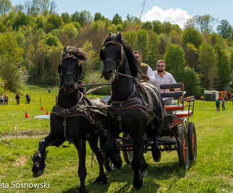 2026.05.10 - 10. ZAWODY ZAPRZĘGÓW KONNYCH (fot. Elżbieta Sosnowski)