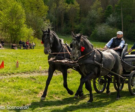 2026.05.10 - 10. ZAWODY ZAPRZĘGÓW KONNYCH (fot. Elżbieta Sosnowski)