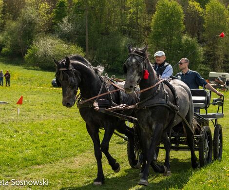 2026.05.10 - 10. ZAWODY ZAPRZĘGÓW KONNYCH (fot. Elżbieta Sosnowski)