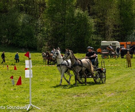 2026.05.10 - 10. ZAWODY ZAPRZĘGÓW KONNYCH (fot. Elżbieta Sosnowski)