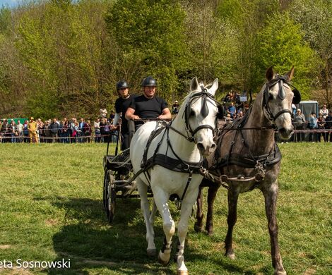 2026.05.10 - 10. ZAWODY ZAPRZĘGÓW KONNYCH (fot. Elżbieta Sosnowski)