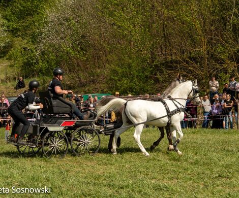 2026.05.10 - 10. ZAWODY ZAPRZĘGÓW KONNYCH (fot. Elżbieta Sosnowski)