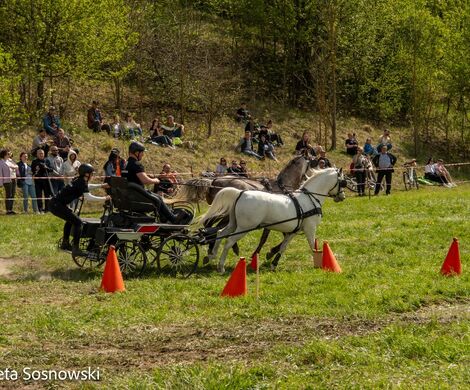2026.05.10 - 10. ZAWODY ZAPRZĘGÓW KONNYCH (fot. Elżbieta Sosnowski)