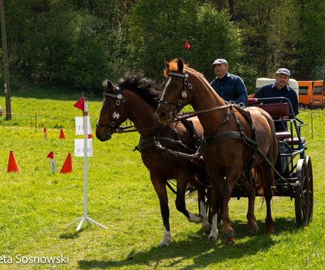 2026.05.10 - 10. ZAWODY ZAPRZĘGÓW KONNYCH (fot. Elżbieta Sosnowski)