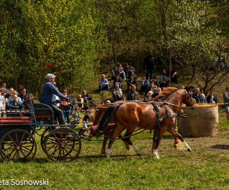 2026.05.10 - 10. ZAWODY ZAPRZĘGÓW KONNYCH (fot. Elżbieta Sosnowski)