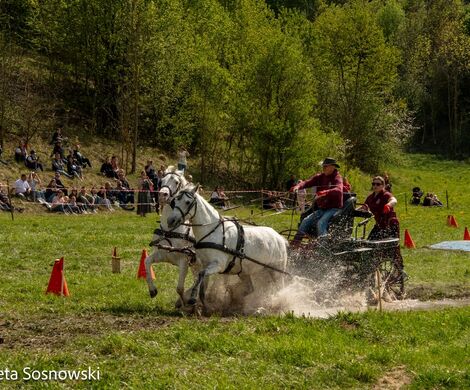 2026.05.10 - 10. ZAWODY ZAPRZĘGÓW KONNYCH (fot. Elżbieta Sosnowski)