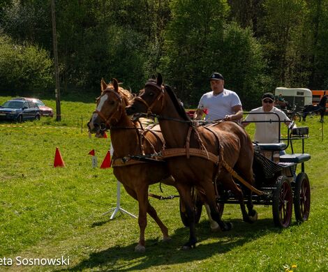 2026.05.10 - 10. ZAWODY ZAPRZĘGÓW KONNYCH (fot. Elżbieta Sosnowski)