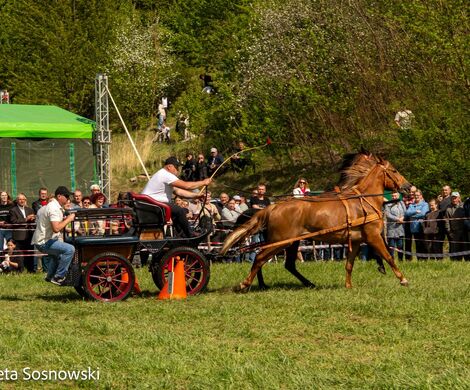 2026.05.10 - 10. ZAWODY ZAPRZĘGÓW KONNYCH (fot. Elżbieta Sosnowski)
