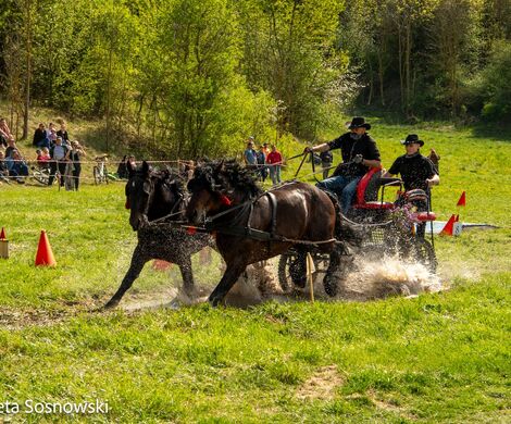 2026.05.10 - 10. ZAWODY ZAPRZĘGÓW KONNYCH (fot. Elżbieta Sosnowski)