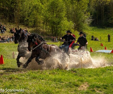 2026.05.10 - 10. ZAWODY ZAPRZĘGÓW KONNYCH (fot. Elżbieta Sosnowski)