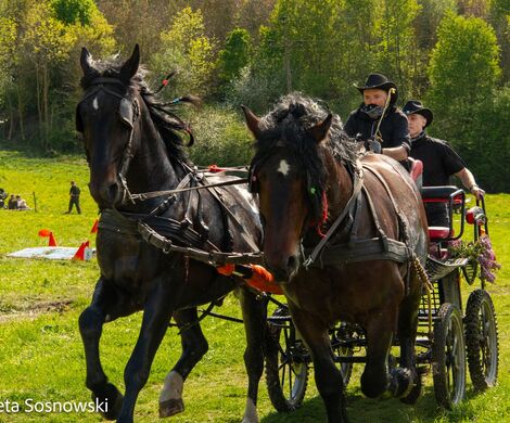 2026.05.10 - 10. ZAWODY ZAPRZĘGÓW KONNYCH (fot. Elżbieta Sosnowski)