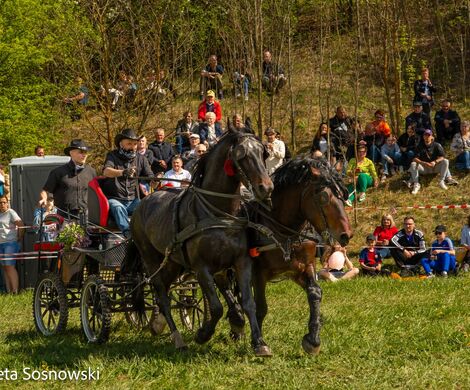 2026.05.10 - 10. ZAWODY ZAPRZĘGÓW KONNYCH (fot. Elżbieta Sosnowski)