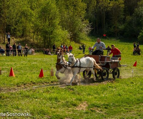 2026.05.10 - 10. ZAWODY ZAPRZĘGÓW KONNYCH (fot. Elżbieta Sosnowski)