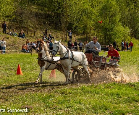 2026.05.10 - 10. ZAWODY ZAPRZĘGÓW KONNYCH (fot. Elżbieta Sosnowski)