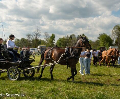 2026.05.10 - 10. ZAWODY ZAPRZĘGÓW KONNYCH (fot. Elżbieta Sosnowski)
