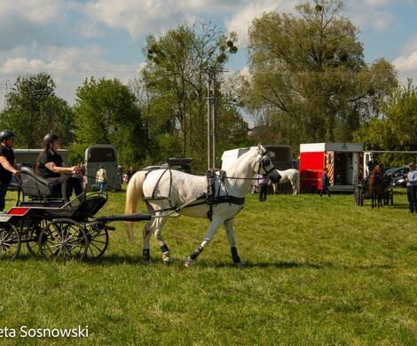 2026.05.10 - 10. ZAWODY ZAPRZĘGÓW KONNYCH (fot. Elżbieta Sosnowski)