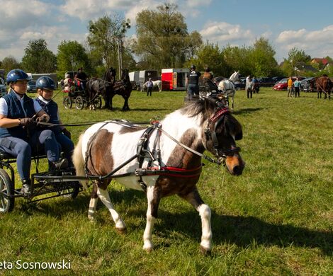 2026.05.10 - 10. ZAWODY ZAPRZĘGÓW KONNYCH (fot. Elżbieta Sosnowski)