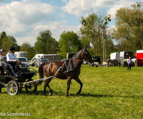 2026.05.10 - 10. ZAWODY ZAPRZĘGÓW KONNYCH (fot. Elżbieta Sosnowski)