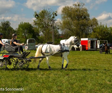 2026.05.10 - 10. ZAWODY ZAPRZĘGÓW KONNYCH (fot. Elżbieta Sosnowski)