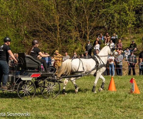 2026.05.10 - 10. ZAWODY ZAPRZĘGÓW KONNYCH (fot. Elżbieta Sosnowski)