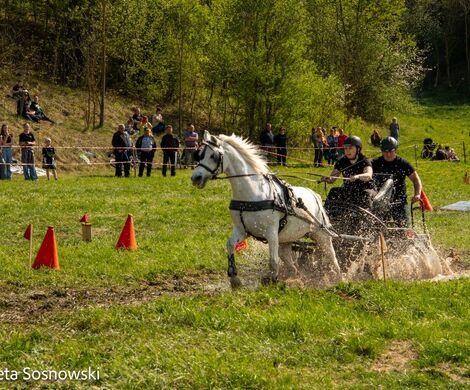 2026.05.10 - 10. ZAWODY ZAPRZĘGÓW KONNYCH (fot. Elżbieta Sosnowski)