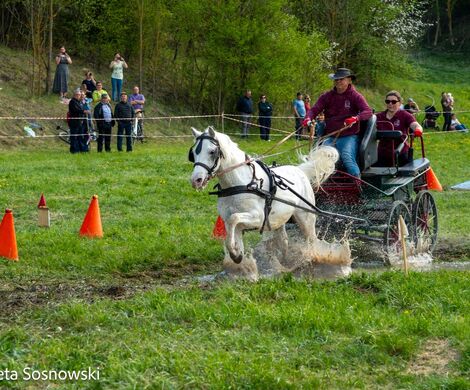 2026.05.10 - 10. ZAWODY ZAPRZĘGÓW KONNYCH (fot. Elżbieta Sosnowski)
