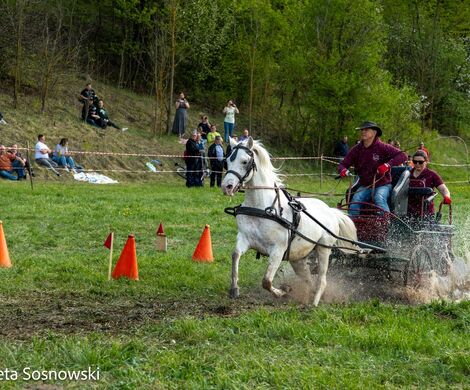 2026.05.10 - 10. ZAWODY ZAPRZĘGÓW KONNYCH (fot. Elżbieta Sosnowski)