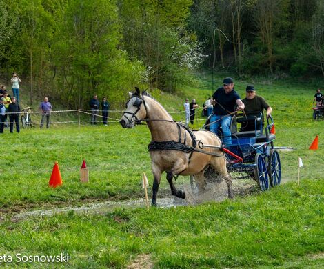 2026.05.10 - 10. ZAWODY ZAPRZĘGÓW KONNYCH (fot. Elżbieta Sosnowski)